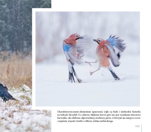 bory-o-czym-szumi-gaj